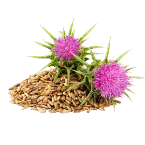 DRIED ORGANIC MILK THISTLE SEEDS - 50G