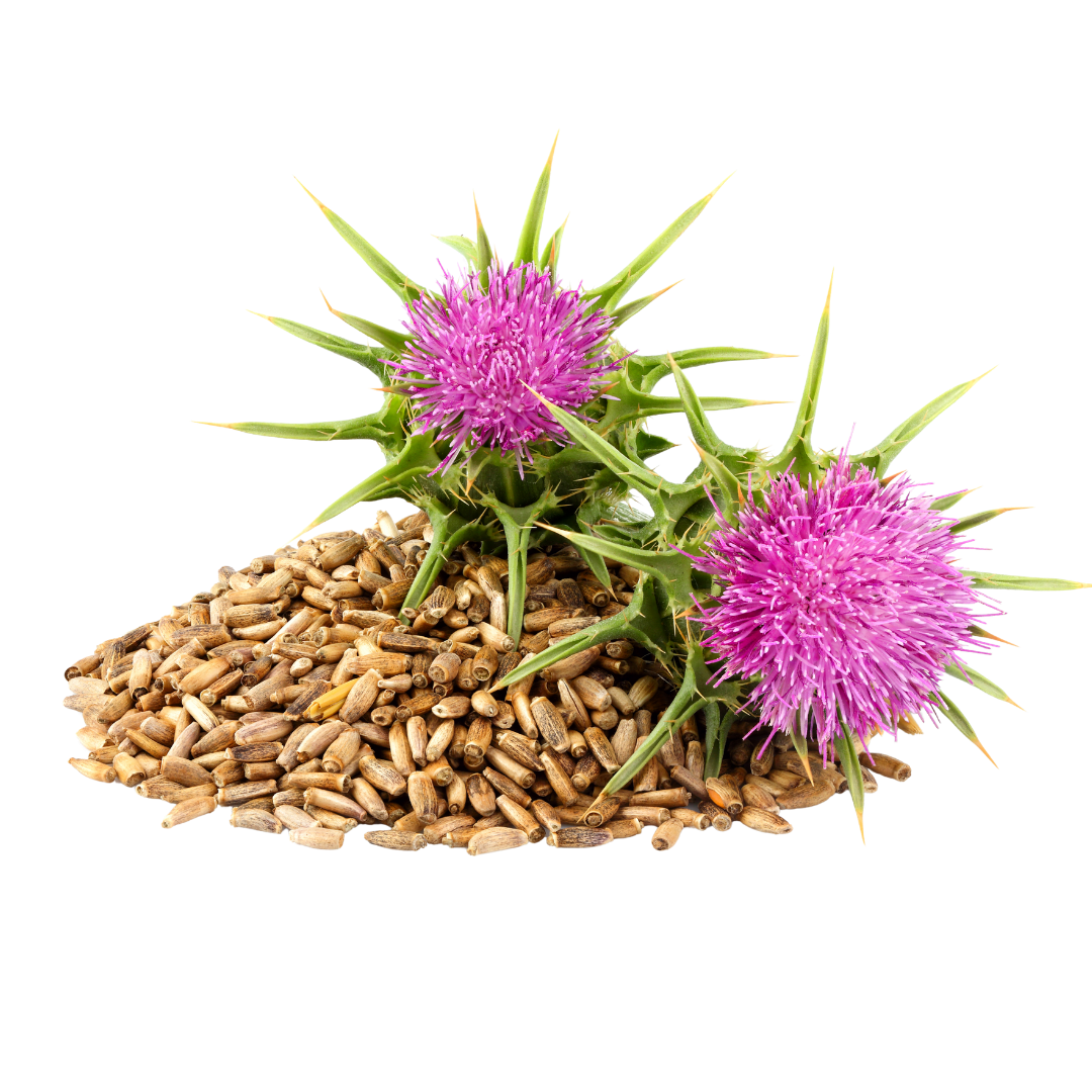 DRIED ORGANIC MILK THISTLE SEEDS